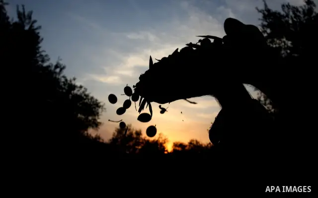 A Palestinian farmer picks olives from his field next to the Israeli settlement of Beit Aryeh near his village of Al-liban al-Gharbieh near the West Bank City of Ramallah on 23 October 2011 during the olive harvesting se...
