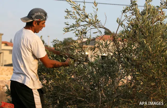 A Palestinian farmer picks olives from his field next to the Israeli settlement of Beit Aryeh near his village of Al-liban al-Gharbieh near the West Bank City of Ramallah on 23 October 2011 during the olive harvesting se...