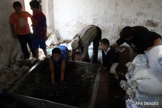 Palestinians producing olive oil in the olive oil factory in the West Bank village of Deir Bezia near the West Bank City of Ramallah on 23 October 2011 during the olive harvesting season. Agriculture is a major sector of...