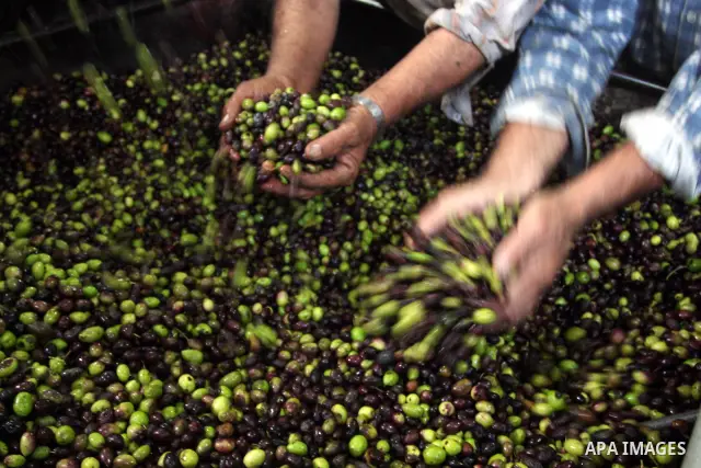 Palestinians producing olive oil in the olive oil factory in the West Bank village of Deir Bezia near the West Bank City of Ramallah on 23 October 2011 during the olive harvesting season. Agriculture is a major sector of...