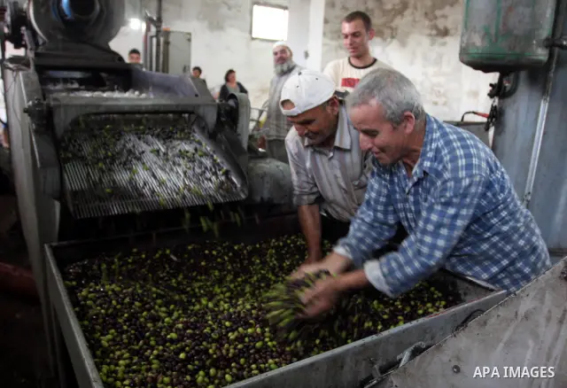 Palestinians producing olive oil in the olive oil factory in the West Bank village of Deir Bezia near the West Bank City of Ramallah on 23 October 2011 during the olive harvesting season. Agriculture is a major sector of...