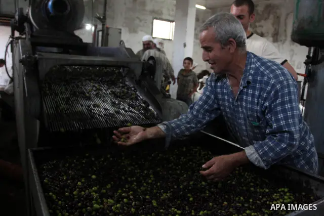Palestinians producing olive oil in the olive oil factory in the West Bank village of Deir Bezia near the West Bank City of Ramallah on 23 October 2011 during the olive harvesting season. Agriculture is a major sector of...
