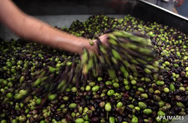 Palestinians producing olive oil in the olive oil factory in the West Bank village of Deir Bezia near the West Bank City of Ramallah on 23 October 2011 during the olive harvesting season. Agriculture is a major sector of...