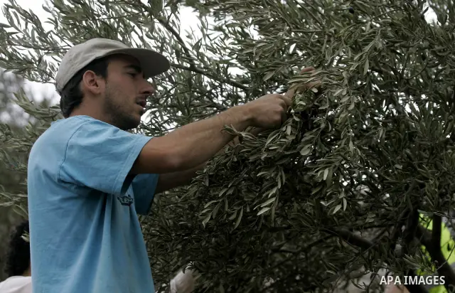 Palestinian and foreign activists help farmers in harvesting olive trees at a grove located in the village of Beit Furik, near the Jewish settlement of Itamar in the West Bank city of Nablus, Sunday, Oct. 30, 2011. Photo...