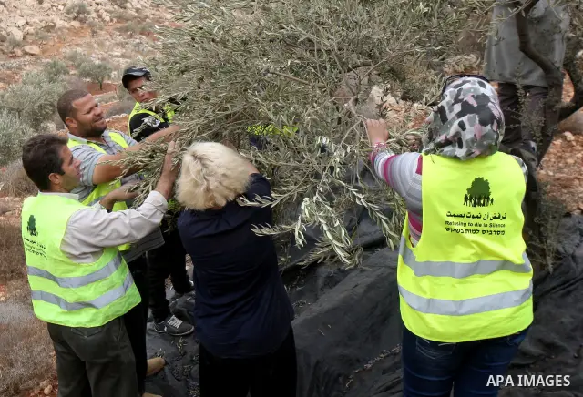 Palestinian and foreign activists help farmers in harvesting olive trees at a grove located in the village of Beit Furik, near the Jewish settlement of Itamar in the West Bank city of Nablus, Sunday, Oct. 30, 2011. Photo...