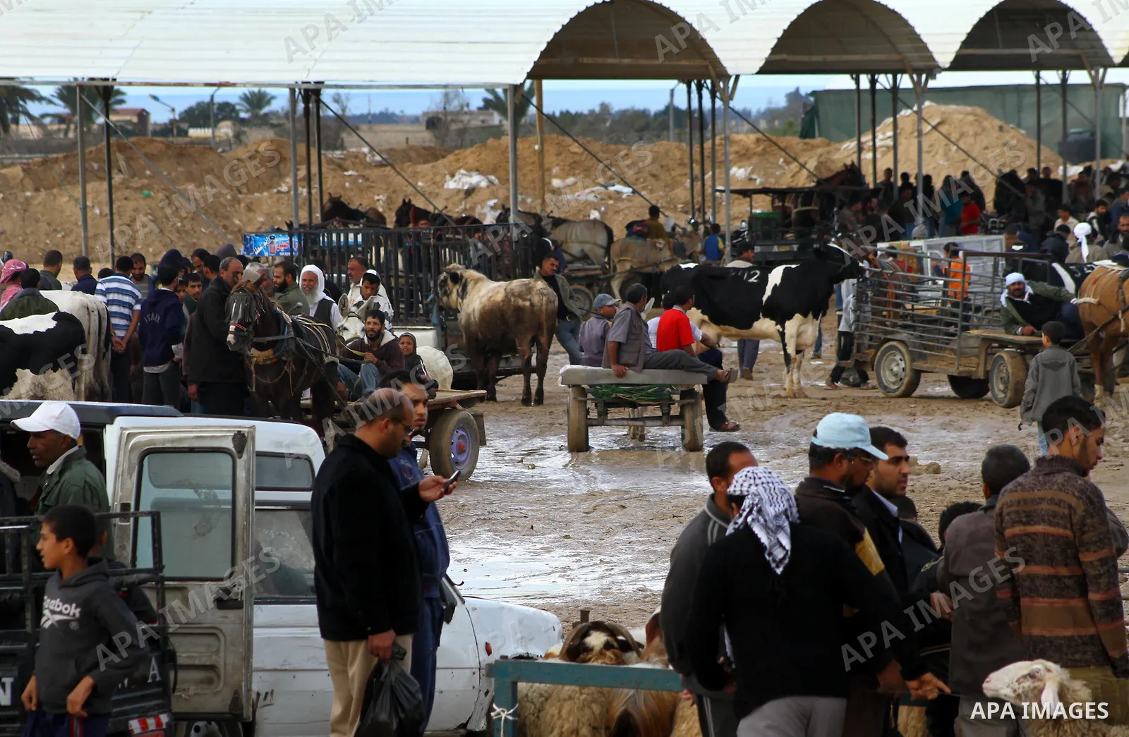 Palestinians sell sheeps at a cattle market ahead of the Eid al-Adha festival, in the central Gaza Strip November 5, 2011. Muslims around the world celebrate Eid-al-Adha, marking the end of the haj, by slaughtering sheep...