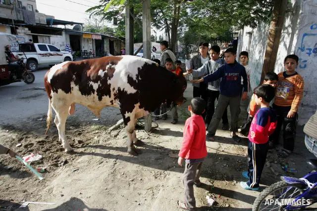 Palestinian children celebrating a ahead of the Eid al-Adha festival at Rafah, in the southern Gaza Strip on November 5, 2011. Muslims around the world celebrate Eid-al-Adha, marking the end of the haj, by slaughtering s...