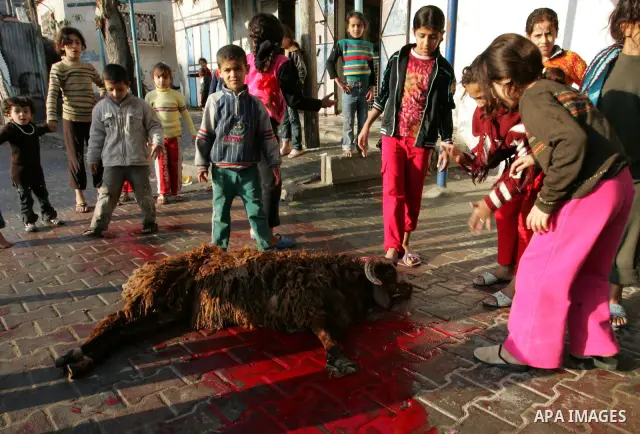 Palestinians slaughter their livestock on the first day of Eid al-Adha in the Rafah Refugee Camp, Gaza Strip, Sunday, Nov. 6, 2011. Muslims worldwide celebrate Eid al-Adha, or the Feast of the Sacrifice by sacrificial ki...