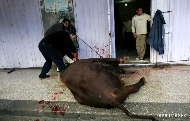 Palestinians slaughter their livestock on the first day of Eid al-Adha in the Rafah Refugee Camp, Gaza Strip, Sunday, Nov. 6, 2011. Muslims worldwide celebrate Eid al-Adha, or the Feast of the Sacrifice by sacrificial ki...