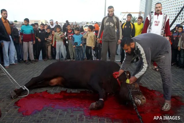 Palestinians slaughter their livestock on the first day of Eid al-Adha in Gaza city, Sunday, Nov. 6, 2011. Muslims worldwide celebrate Eid al-Adha, or the Feast of the Sacrifice by sacrificial killings of livestock to co...