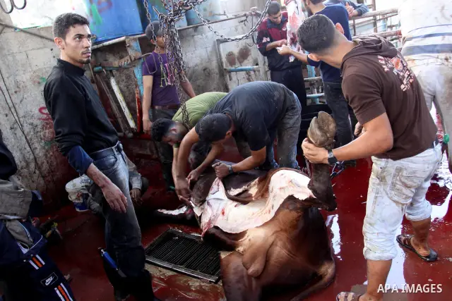 Palestinians slaughter their livestock on the first day of Eid al-Adha in Gaza city, Sunday, Nov. 6, 2011. Muslims worldwide celebrate Eid al-Adha, or the Feast of the Sacrifice by sacrificial killings of livestock to co...