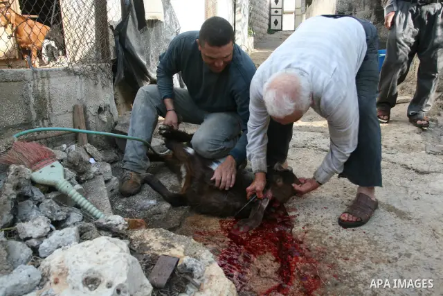 A Palestinian butchers stands in the blood of slaughtered sheep on the first day of Eid al-Adha in the West Bank city of Hebron on Nov. 06, 2011. Muslims worldwide celebrate Eid al-Adha, or the Feast of the Sacrifice, by...