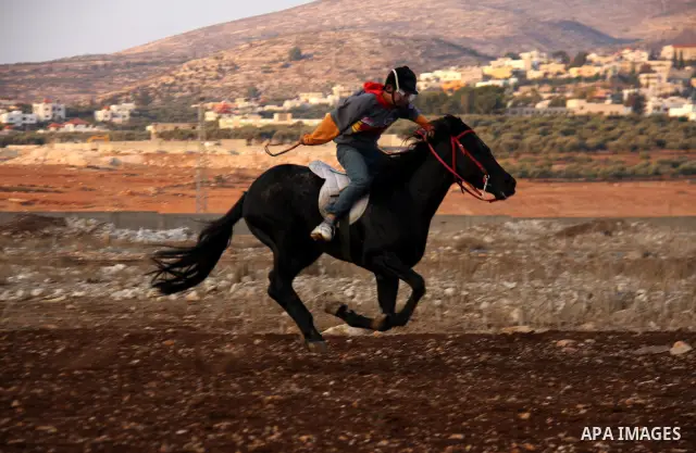 A Palestinian jockey competes during a horse race in the West Bank village of Beit Fourik, near the town of Nablus, on 08 November 2011. Some 60 horses in different heats participated in races through the day, attracting...