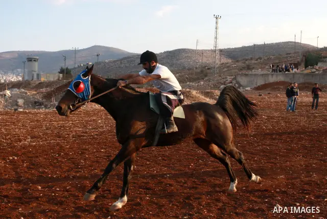 A Palestinian jockey competes during a horse race in the West Bank village of Beit Fourik, near the town of Nablus, on 08 November 2011. Some 60 horses in different heats participated in races through the day, attracting...