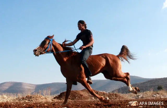 A Palestinian jockey competes during a horse race in the West Bank village of Beit Fourik, near the town of Nablus, on 08 November 2011. Some 60 horses in different heats participated in races through the day, attracting...