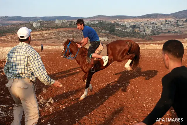 A Palestinian jockey competes during a horse race in the West Bank village of Beit Fourik, near the town of Nablus, on 08 November 2011. Some 60 horses in different heats participated in races through the day, attracting...