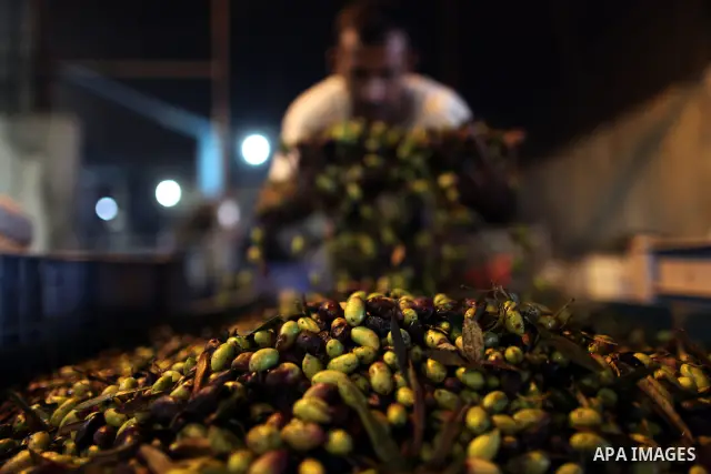 A Palestinian man checks local olives ready for pressing into oil at a press in Gaza City, in the Gaza Strip on November 12, 2011. photo by Wissam Nassar