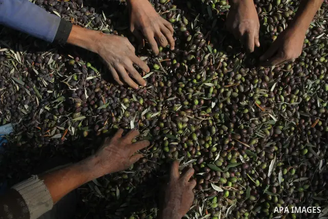 Palestinian farmers pick olives from their field in Gaza city on Nov. 13,2011 during the olive harvesting season. Agriculture is a major sector of the Palestinian economy, employing a large part Palestinians. Agriculture...