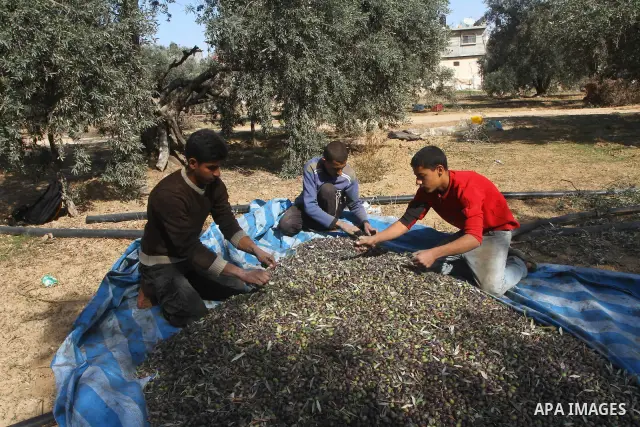Palestinian farmers pick olives from their field in Gaza city on Nov. 13,2011 during the olive harvesting season. Agriculture is a major sector of the Palestinian economy, employing a large part Palestinians. Agriculture...