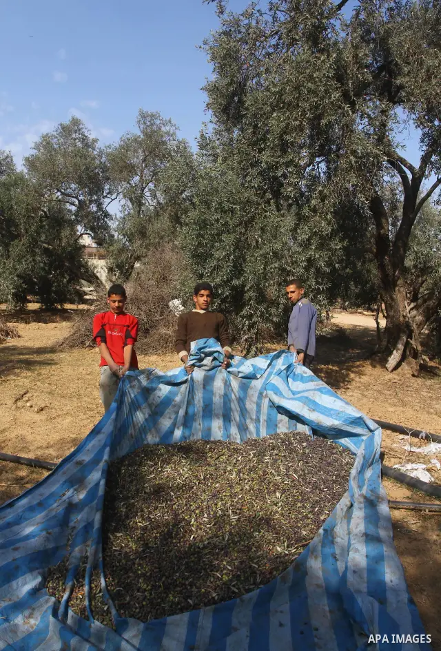 Palestinian farmers pick olives from their field in Gaza city on Nov. 13,2011 during the olive harvesting season. Agriculture is a major sector of the Palestinian economy, employing a large part Palestinians. Agriculture...