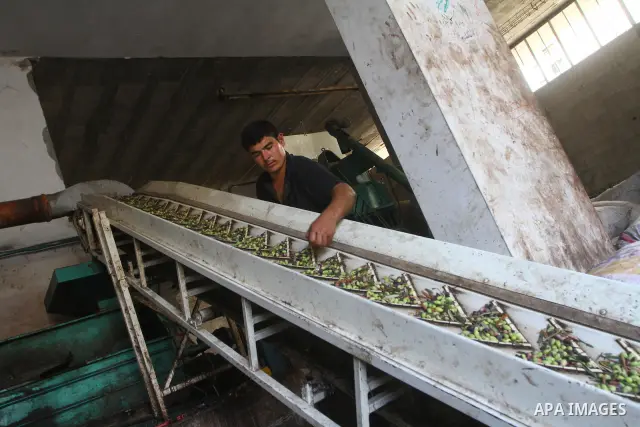 Palestinians producing olive oil in the olive oil factory in Gaza city on Nov. 13,2011 during the olive harvesting season. Agriculture is a major sector of the Palestinian economy, employing a large part Palestinians. Ag...