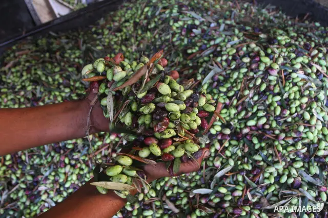 Palestinians producing olive oil in the olive oil factory in Gaza city on Nov. 13,2011 during the olive harvesting season. Agriculture is a major sector of the Palestinian economy, employing a large part Palestinians. Ag...