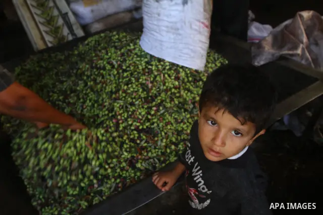 Palestinians producing olive oil in the olive oil factory in Gaza city on Nov. 13,2011 during the olive harvesting season. Agriculture is a major sector of the Palestinian economy, employing a large part Palestinians. Ag...