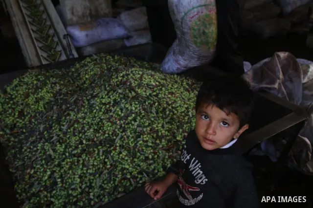 Palestinians producing olive oil in the olive oil factory in Gaza city on Nov. 13,2011 during the olive harvesting season. Agriculture is a major sector of the Palestinian economy, employing a large part Palestinians. Ag...