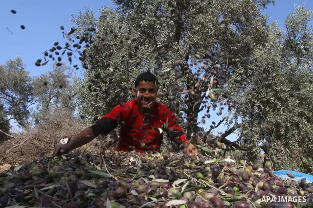 Palestinian farmers pick olives from their field in Gaza city on Nov. 13,2011 during the olive harvesting season. Agriculture is a major sector of the Palestinian economy, employing a large part Palestinians. Agriculture...