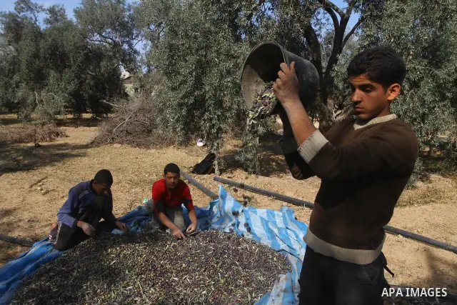 Palestinian farmers pick olives from their field in Gaza city on Nov. 13,2011 during the olive harvesting season. Agriculture is a major sector of the Palestinian economy, employing a large part Palestinians. Agriculture...