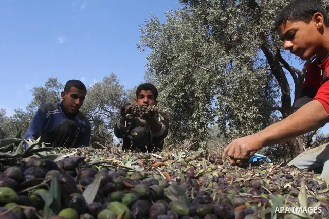 Palestinian farmers pick olives from their field in Gaza city on Nov. 13,2011 during the olive harvesting season. Agriculture is a major sector of the Palestinian economy, employing a large part Palestinians. Agriculture...