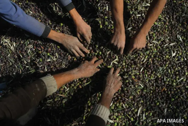 Palestinian farmers pick olives from their field in Gaza city on Nov. 13,2011 during the olive harvesting season. Agriculture is a major sector of the Palestinian economy, employing a large part Palestinians. Agriculture...