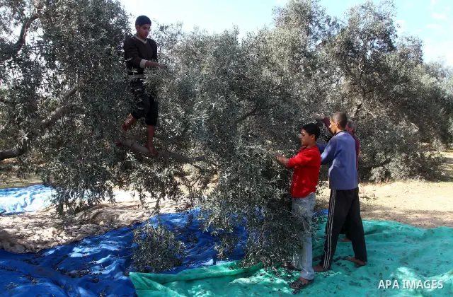 Palestinian farmers pick olives from their field in Gaza city on Nov. 13,2011 during the olive harvesting season. Agriculture is a major sector of the Palestinian economy, employing a large part Palestinians. Agriculture...