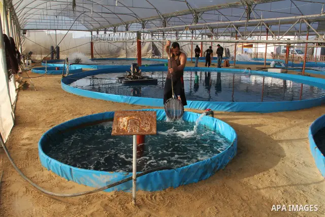 A Palestinian man works at a fish farm which its water bring from the sea, close to the southern Gaza Strip town of Rafah on Nov. 15, 2011. Photo by Hatem Omar