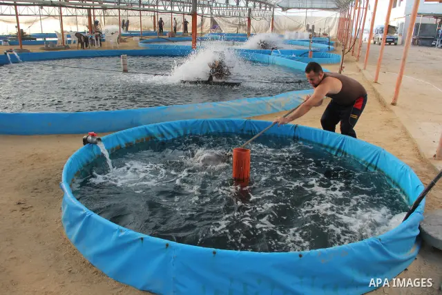 A Palestinian man works at a fish farm which its water bring from the sea, close to the southern Gaza Strip town of Rafah on Nov. 15, 2011. Photo by Hatem Omar