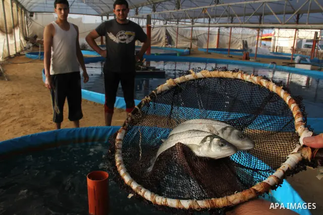 A Palestinian man works at a fish farm which its water bring from the sea, close to the southern Gaza Strip town of Rafah on Nov. 15, 2011. Photo by Hatem Omar