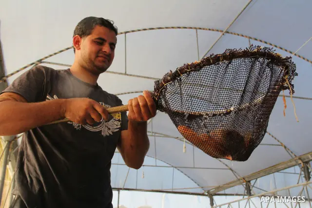 A Palestinian man works at a fish farm which its water bring from the sea, close to the southern Gaza Strip town of Rafah on Nov. 15, 2011. Photo by Hatem Omar