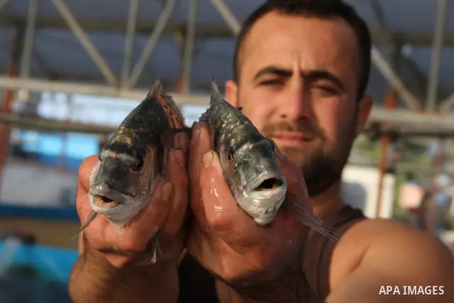 A Palestinian man works at a fish farm which its water bring from the sea, close to the southern Gaza Strip town of Rafah on Nov. 15, 2011. Photo by Hatem Omar
