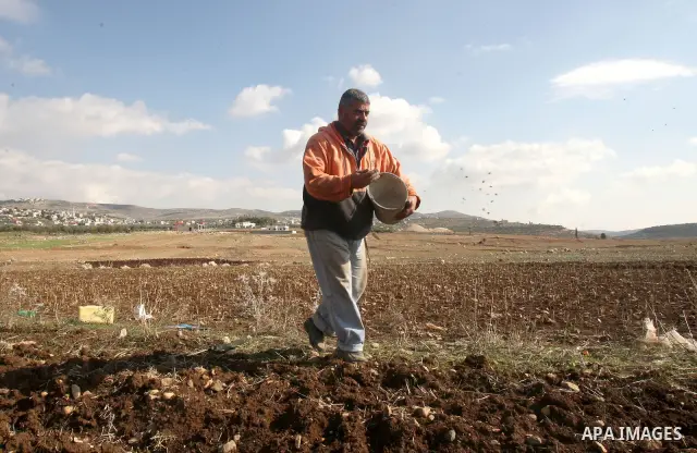 A Palestinian farmer plants grains of wheat at his farm in Beit-wazan village in the West Bank city of Nablus, Thursday, Nov. 24, 2011. Photo by Wagdi Eshtayah