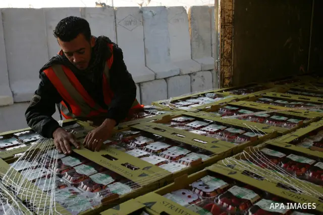 A Palestinian man inspects the truck loaded with flowers and strawberries at the Rafah border crossing in the southern Gaza Strip on Nov. 27, 2011, after Israel granted special approval for the export of a small amount o...