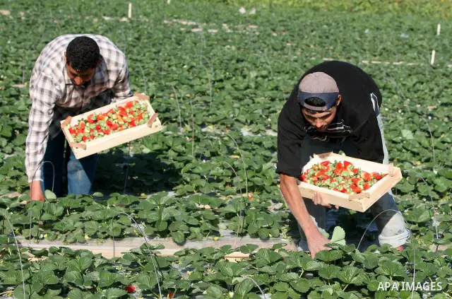 Palestinian farmers pick strawberries in the northern Gaza Strip town of Beit Lahia on DEC. 03, 2010. Israel granted special approval for the export of a small amount of Palestinian Strawberries and flowers from the Gaza...