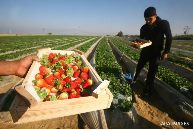 Palestinian farmers pick strawberries in the northern Gaza Strip town of Beit Lahia on DEC. 03, 2010. Israel granted special approval for the export of a small amount of Palestinian Strawberries and flowers from the Gaza...