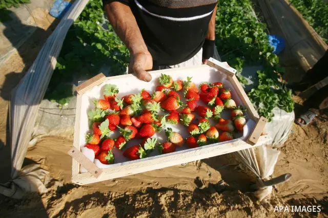 Palestinian farmers pick strawberries in the northern Gaza Strip town of Beit Lahia on DEC. 03, 2010. Israel granted special approval for the export of a small amount of Palestinian Strawberries and flowers from the Gaza...
