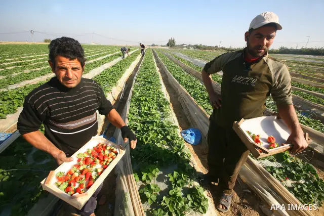 Palestinian farmers pick strawberries in the northern Gaza Strip town of Beit Lahia on DEC. 03, 2010. Israel granted special approval for the export of a small amount of Palestinian Strawberries and flowers from the Gaza...