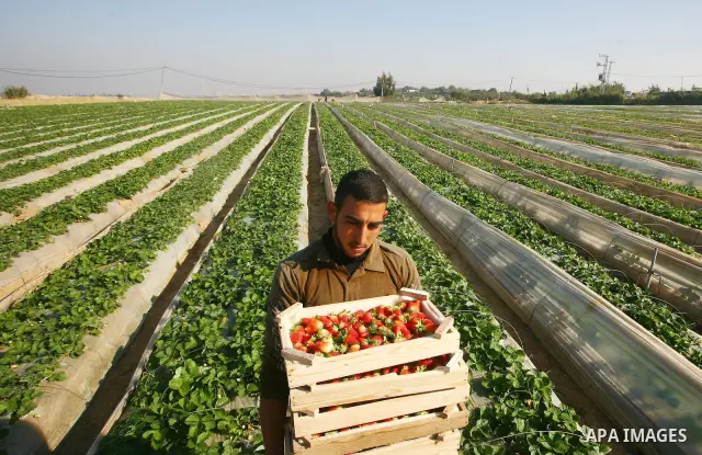 Palestinian farmers pick strawberries in the northern Gaza Strip town of Beit Lahia on DEC. 03, 2010. Israel granted special approval for the export of a small amount of Palestinian Strawberries and flowers from the Gaza...