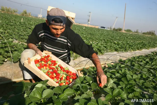 Palestinian farmers pick strawberries in the northern Gaza Strip town of Beit Lahia on DEC. 03, 2010. Israel granted special approval for the export of a small amount of Palestinian Strawberries and flowers from the Gaza...