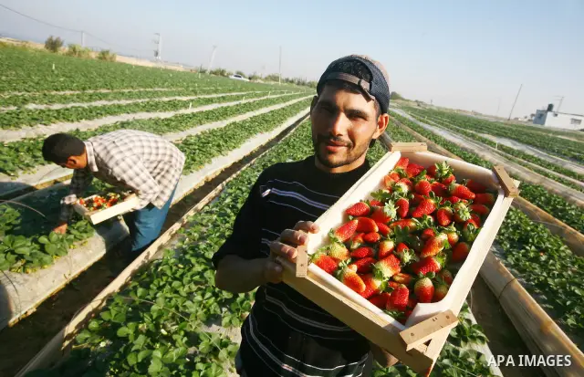 Palestinian farmers pick strawberries in the northern Gaza Strip town of Beit Lahia on DEC. 03, 2010. Israel granted special approval for the export of a small amount of Palestinian Strawberries and flowers from the Gaza...