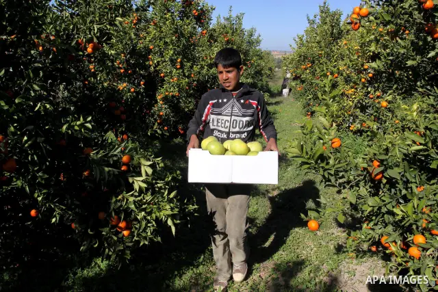 Palestinian farmers collect citrus from their farm during the annual harvesting season in Gaza city on Dec. 5,2011. The Ministry of Agriculture organised a celebration at the farm in the occasion of the begining of the a...
