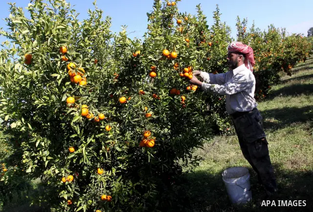 Palestinian farmers collect citrus from their farm during the annual harvesting season in Gaza city on Dec. 5,2011. The Ministry of Agriculture organised a celebration at the farm in the occasion of the begining of the a...