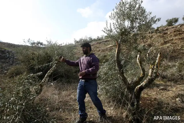 Palestinians inspect damaged olive trees, in the West Bank village of Burin, near Nablus, Thursday, Dec. 15, 2011. According to Palestinian farmers some 20 olive trees were damaged by Jewish settlers from the nearby sett...